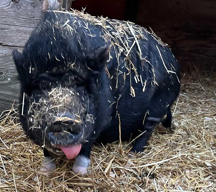 George the Pig