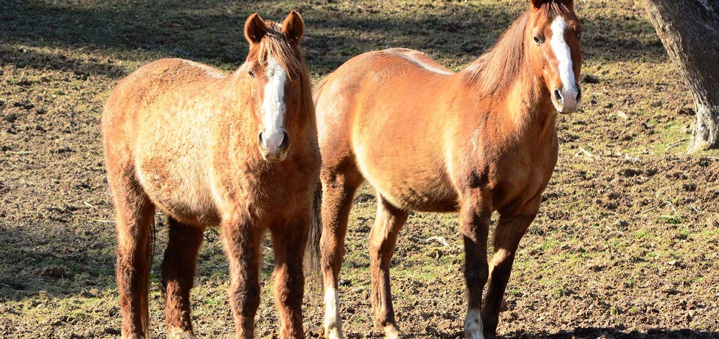 “Horse sense is the thing a horse has which keeps it from betting on people. ”