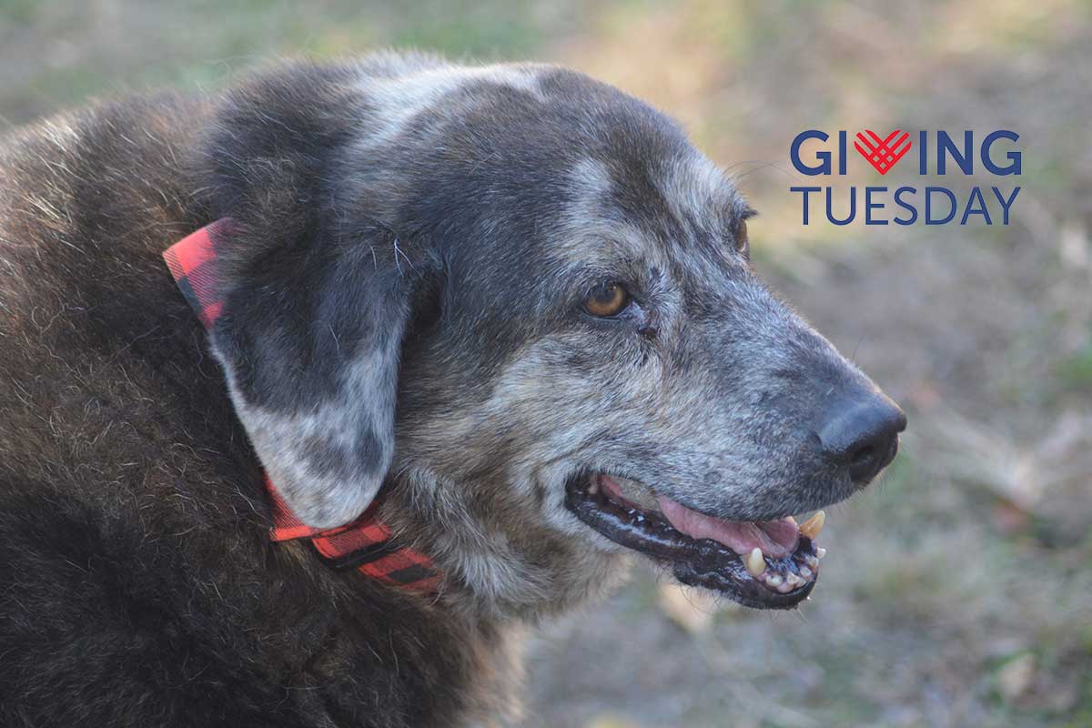 Giving Tuesday