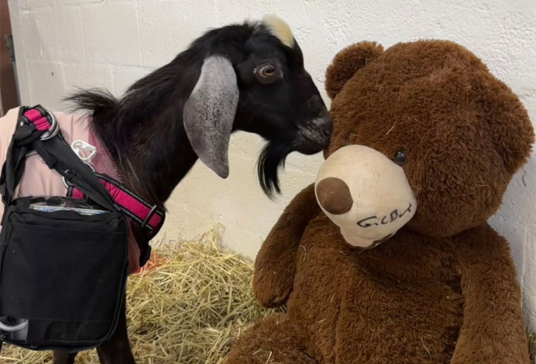 Happy Stories: What You’ve Done For the Animals