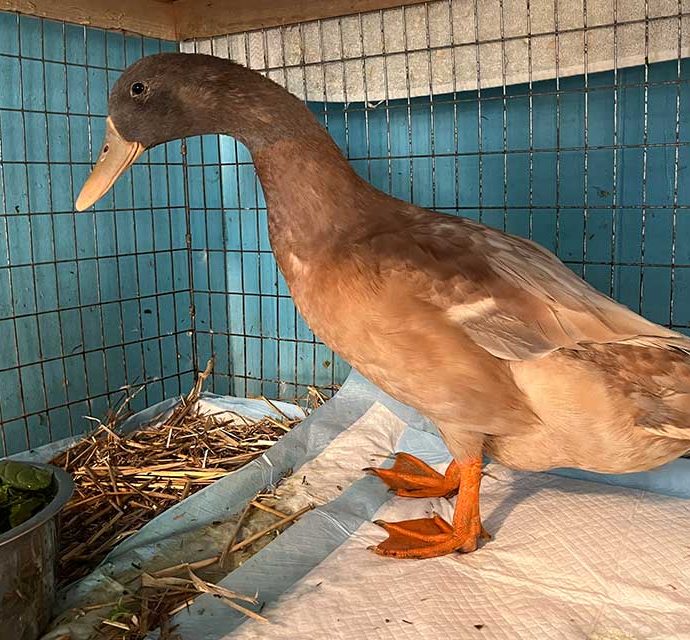 Happy Stories: What You’ve Done For the Animals – Weeble