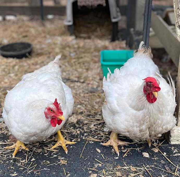 Harriet and Faith