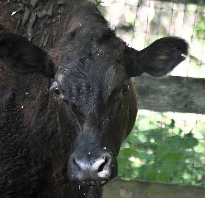 Wilbur