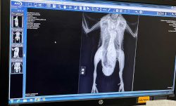 X-ray of Weeble, facing front