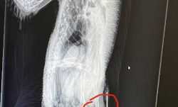 X-ray of Weeble, showing quite a dramatic break in his leg