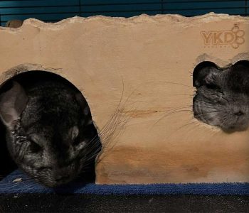 George the chinchilla (on the right):
COMPLAINT: “People keep trying to boop my nose.”
SUGGESTED ATTITUDE ADJUSTMENT: “George. You’ve been around the block a time or two. You know that your nose is positively irresistible. Have a little sympathy for those of us who don’t have cute noses. Can you work on understanding the other side of the story?”
REBUTTAL: “I will bite you.”
Well, I guess that settles it. George and Billy