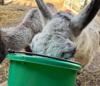 Jean-Claude:
COMPLAINT: “When I am stealing a bucket of feed I don’t appreciate Clyde trying to butt in.”
SUGGESTED ATTITUDE ADJUSTMENT: “JC, we feel that you need to learn to share. It will make you a better person.”
REBUTTAL: “First of all, I’m a llama and not a person. Second of all, I do not feel that I could be any better than I am. It is impossible. Third of all, he shouldn’t be trying to eat out of the bucket that I have stolen.” Jean-Claude