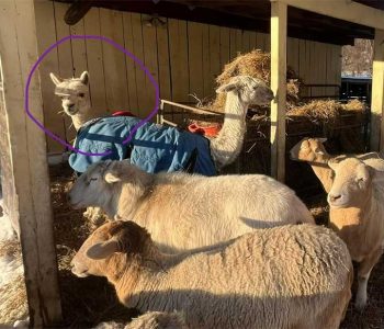 Dorrie the alpaca:
COMPLAINT: “The cafeteria is so crowded all the time! Used to be, a guy could get a quiet mouthful of hay if he arrived early (SMH).”
SUGGESTED ATTITUDE ADJUSTMENT: “Dorrie, we set up a totally new self-serve station behind the barn. You might find more peace there.”
REBUTTAL:”The horse is there. I can’t eat with a horse. It’s just not done.” Dorrie