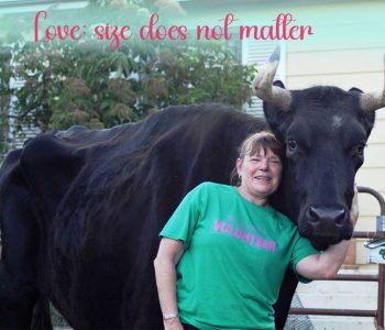 Today's love theme is: FRIENDS COME IN ALL SIZES
Beautiful Bullwinkle (RIP) was quite a spicy young lad, but once he settled down, he was as gentle as could be and loved hugs and back massages. He weighed in at just under 2000 pounds, but he didn't know that.
Don't be deceived by how someone looks: it's what's inside that matters. Love comes in all sizes