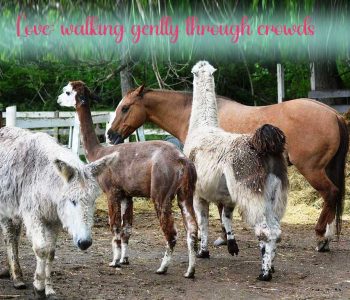 Today's love theme is: YIELDING TO OTHERS
It's tempting to get frustrated and even aggressive when met with crowds of people or traffic who are "in your way". But .... you are also in their way.
Life works better with yielding rather than barging through. Managing crowds