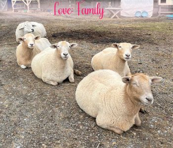 You might be related by blood (such as William and his mother Dolly, or Willow and her mother Shannon) or by deep connection (Ray Ray, their adoptive uncle). Family is always there. Treasure them, even when they annoy you. It's still love. Family