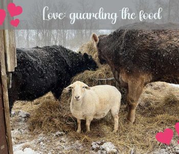 Today's love theme is: STANDING SENTRY
When your friends are eating, it's really important to make sure that no unwanted persons or beasts come in to steal their food. Sweet Dwayne was taking his turn, making sure that "his" cows get enough to eat.
Everyone needs to stick up for their friends. standing guard