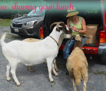 SHARING A MEAL
Ray Ray (hidden, on the left), and dear Ernie and Angel (both departed and very much missed) being given the royal treatment by our volunteer Martha.
Let's admit it - eating is fun. Pretty everyone loves to eat. But sharing a meal with friends is a thousand times nicer. sharing