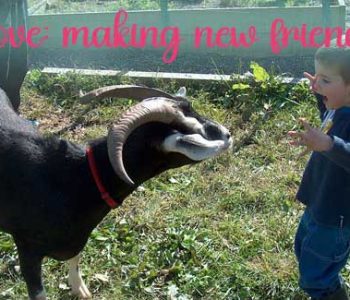 Oh Mr. Newman Goat! Such a character, such a legend. We still love you, Mr. Newman! Mr Newman Goat