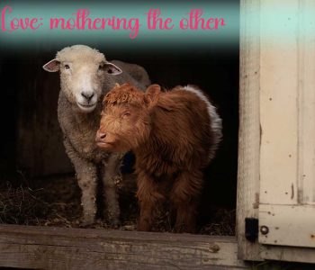 Raindrop the sheep adopted Raphael the calf without any questions when he arrived. He was born blind and felt very lost, but she was always there for him.