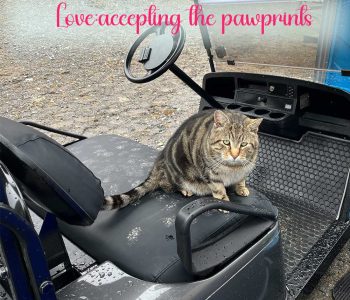 Today's love theme is: material things are less important than living things
Yes, this is our new golf cart. Yes, those are dirty cat paw prints. But clearly this is a superior place for a cat to hang out, so we are very happy that our golf cart has been baptized by Sport, because he knows a good thing when he sees it! Pawprints