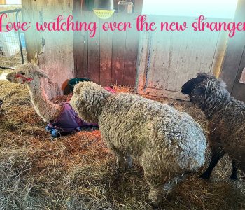 ACCEPTANCE:
Pearl the alpaca became ill last week and had to be moved to a warmer and more secluded spot. Raindrop and Michelle have welcomed her into their cozy space and are being very sweet and act quite concerned about her ... even though she spits once in a while. They all share their dinner and keep each other warm.
Just because someone is different from you and might act a bit rude at times doesn't mean you can't welcome them into your fold. ACCEPTANCE