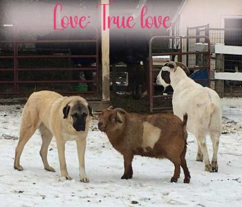 Yuki the goat (brown and white) fell in love with Milo (the dog) and while it was largely unrequited love, she managed to work up quite a romantic world around her feelings for him. If he was taking a rest, she'd sidle up and make funny noises, letting him know how she felt. He never rebuffed her - he's too much of a gentleman. However, Milo is nothing if not a realist. He knew that it could never work since he's a dog and she was a goat. Still, it was a beautiful time in their lives.
Romantic love doesn't have to be totally requited to still be magical. Romance