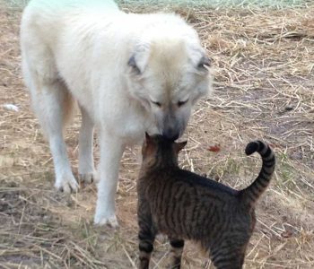 TRUST:
Beloved Sam and Tigger (both now passed away) loved each other so much. Sam was a 120 pound powerful dog and Tigger, who was born on a sheep farm and abandoned by his mama, was fearless. He also knew that Sam was the gentlest being on the farm.
It's so important to remember that even if we have strength, we don't always need to use it. TRUST
