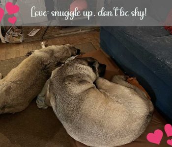 It looks like we may get more snow, so it's important to get warmed up in advance. Stephanie and Winston are basking in front of the wood stove even though it's not too cold out yet.
You never know when you might need a serious snuggle so grab one when it's offered! Snuggle