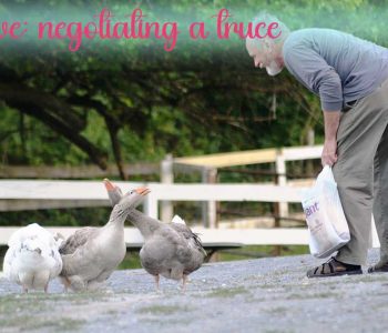 Today's love theme is: MAKING PEACE
Some of you wondered yesterday about George the goose, mentioned in our $6 Saturday Valentine's day fundraiser (still time to donate!! https://givebutter.com/send-an-animal-valentine). It was wrong of us to name just him, because, quite frankly, all of the geese have attitude problems.
But where there's a will, there's a way, and here we have an intrepid volunteer determined to find common ground with these perpetually screaming-for-no-good-reason birds.
It's always worth trying to negotiate a peace plan even with the most intransigent of creatures. For they, too, are beings who have their motivations for what they do. (We think....) Goose truce