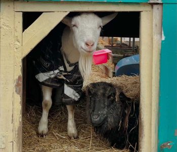 Tony and Caroline:
COMPLAINT: “It’s raining. Bleah.”
SUGGESTED ATTITUDE ADJUSTMENT: “we’re so grateful to have this cute barn to snuggle in.”
REBUTTAL: “aww c’mon, man, we’re not snuggling and we’re trapped in here!”
Looks like we have some work to do…. Tony and Caroline