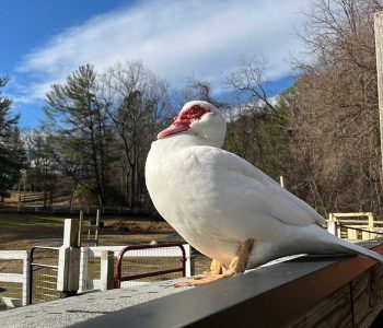 Walter the Muscovy duck:
COMPLAINT: “I’m gorgeous and yet people pay more attention to the llamas and alpacas than me.”
SUGGESTED ATTITUDE ADJUSTMENT: “Dear beautiful Walter, we know that you came here all by yourself and had been abandoned by some cruel human. We understand that you want to rise above your past. We all think that you are gorgeous, but you are just a little bit short and sometimes people don’t notice short animals. It is a sad and true fact. Perhaps you can adjust your attitude and be glad that you are fed wonderful food every day and that you have great friends who are the same height as you..”
REBUTTAL: “That’s really lame. I’d better be in the calendar next year..” Walter